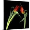 Red Tulips 7-Magda Indigo-Mounted Photographic Print