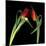 Red Tulips 7-Magda Indigo-Mounted Photographic Print