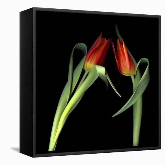 Red Tulips 7-Magda Indigo-Framed Stretched Canvas