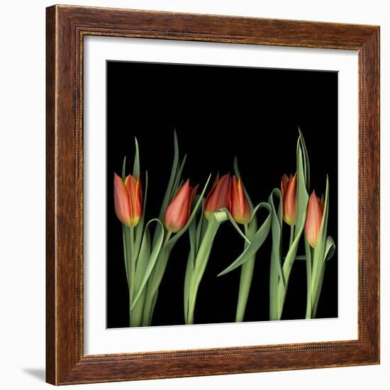 Red Tulips 8-Magda Indigo-Framed Photographic Print