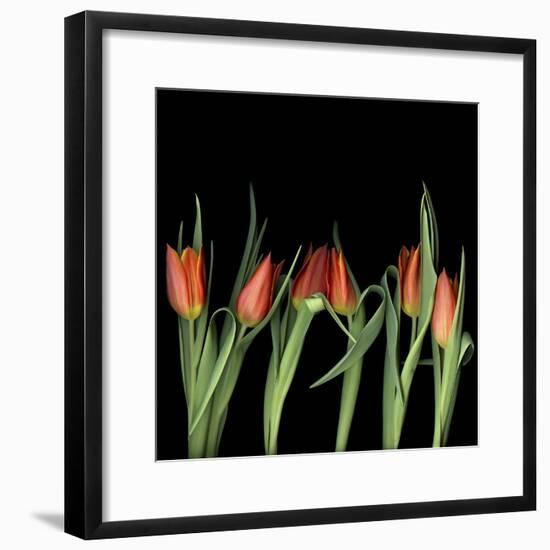 Red Tulips 8-Magda Indigo-Framed Photographic Print