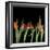 Red Tulips 8-Magda Indigo-Framed Photographic Print