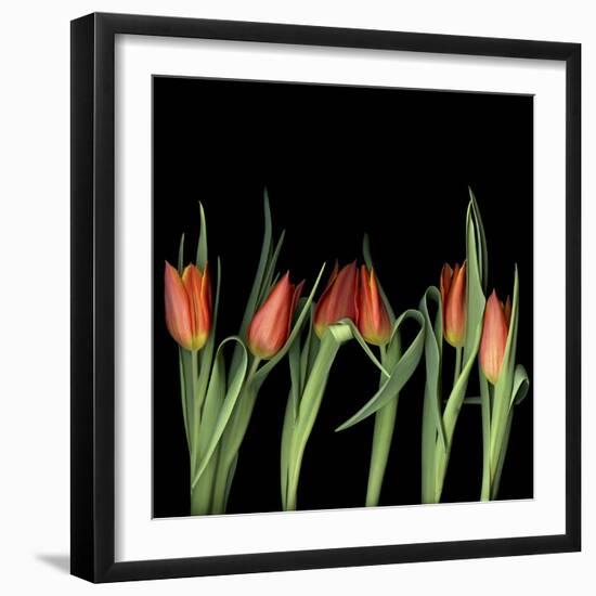 Red Tulips 8-Magda Indigo-Framed Photographic Print