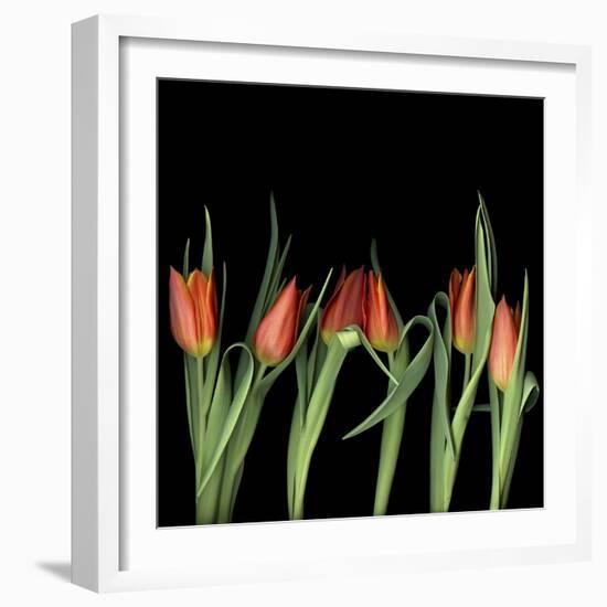 Red Tulips 8-Magda Indigo-Framed Photographic Print