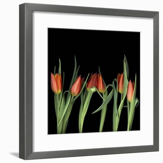 Red Tulips 8-Magda Indigo-Framed Photographic Print