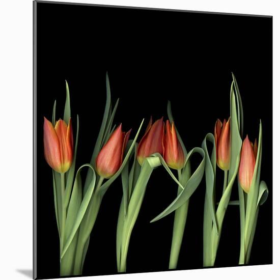 Red Tulips 8-Magda Indigo-Mounted Photographic Print