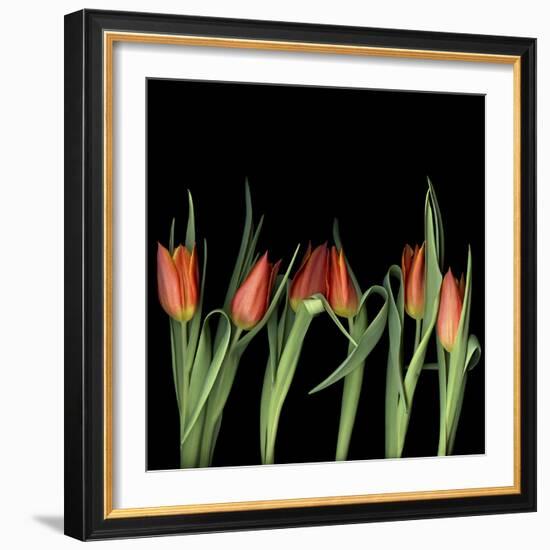 Red Tulips 8-Magda Indigo-Framed Photographic Print