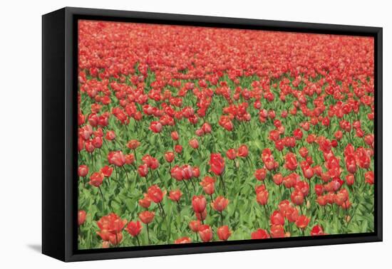 Red Tulips and Green Grass Colour the Landscape in Spring, Netherlands-Roberto Moiola-Framed Premier Image Canvas