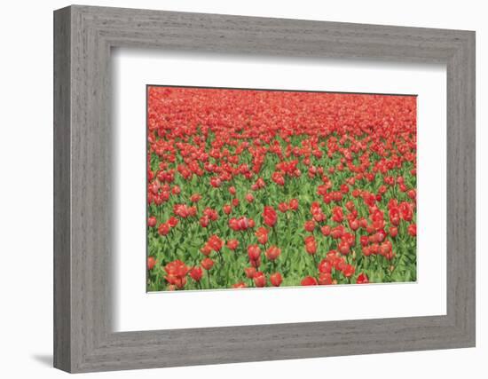 Red Tulips and Green Grass Colour the Landscape in Spring, Netherlands-Roberto Moiola-Framed Photographic Print