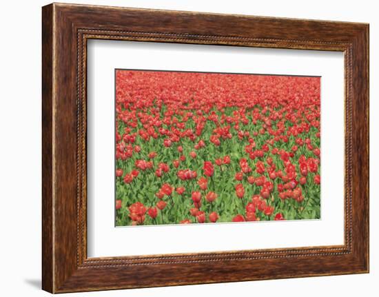 Red Tulips and Green Grass Colour the Landscape in Spring, Netherlands-Roberto Moiola-Framed Photographic Print