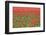 Red Tulips and Green Grass Colour the Landscape in Spring, Netherlands-Roberto Moiola-Framed Photographic Print