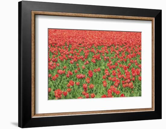 Red Tulips and Green Grass Colour the Landscape in Spring, Netherlands-Roberto Moiola-Framed Photographic Print