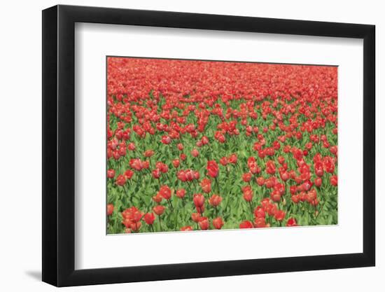 Red Tulips and Green Grass Colour the Landscape in Spring, Netherlands-Roberto Moiola-Framed Photographic Print