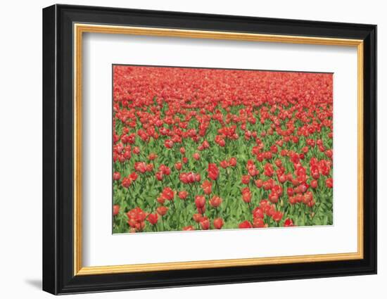 Red Tulips and Green Grass Colour the Landscape in Spring, Netherlands-Roberto Moiola-Framed Photographic Print