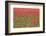 Red Tulips and Green Grass Colour the Landscape in Spring, Netherlands-Roberto Moiola-Framed Photographic Print