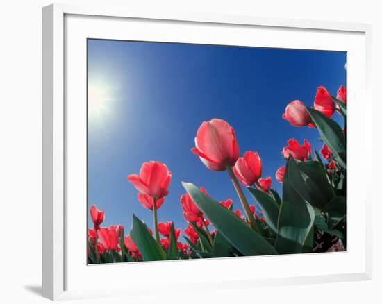 Red Tulips, Cincinnati, Ohio, USA-Adam Jones-Framed Photographic Print