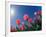 Red Tulips, Cincinnati, Ohio, USA-Adam Jones-Framed Photographic Print