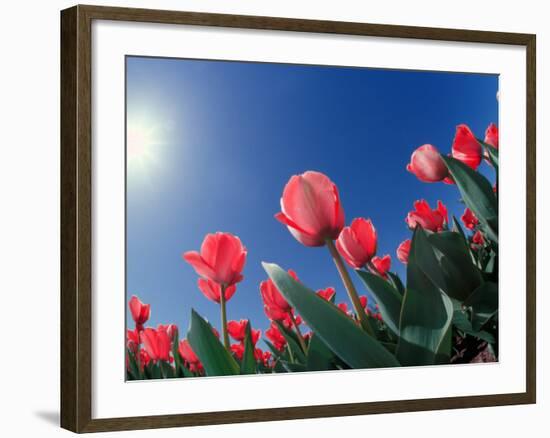 Red Tulips, Cincinnati, Ohio, USA-Adam Jones-Framed Photographic Print