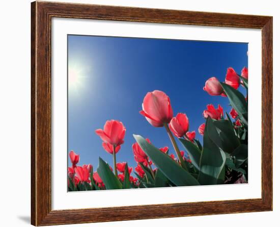 Red Tulips, Cincinnati, Ohio, USA-Adam Jones-Framed Photographic Print