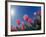 Red Tulips, Cincinnati, Ohio, USA-Adam Jones-Framed Photographic Print