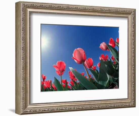 Red Tulips, Cincinnati, Ohio, USA-Adam Jones-Framed Photographic Print