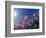 Red Tulips, Cincinnati, Ohio, USA-Adam Jones-Framed Photographic Print