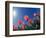 Red Tulips, Cincinnati, Ohio, USA-Adam Jones-Framed Photographic Print