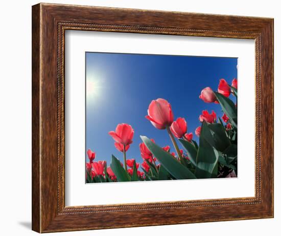 Red Tulips, Cincinnati, Ohio, USA-Adam Jones-Framed Photographic Print