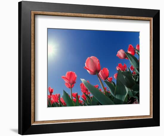 Red Tulips, Cincinnati, Ohio, USA-Adam Jones-Framed Photographic Print