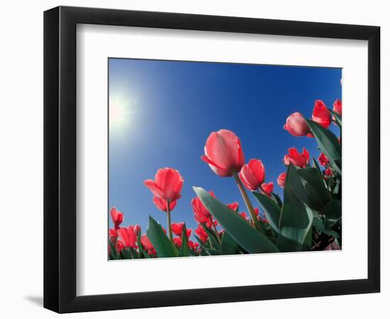 Red Tulips, Cincinnati, Ohio, USA-Adam Jones-Framed Photographic Print