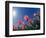 Red Tulips, Cincinnati, Ohio, USA-Adam Jones-Framed Photographic Print