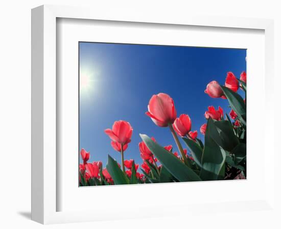 Red Tulips, Cincinnati, Ohio, USA-Adam Jones-Framed Photographic Print