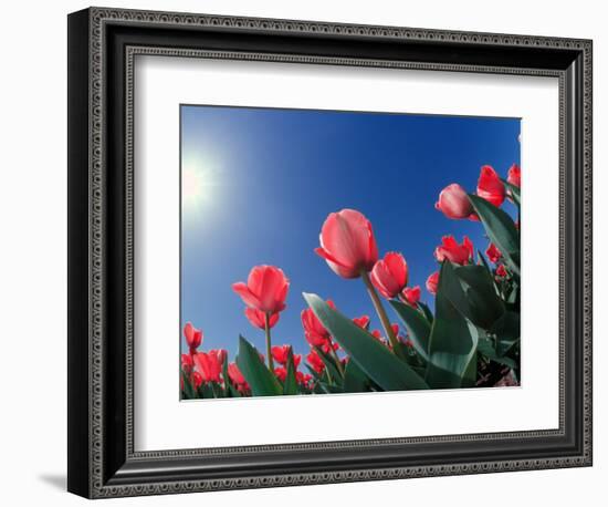 Red Tulips, Cincinnati, Ohio, USA-Adam Jones-Framed Photographic Print