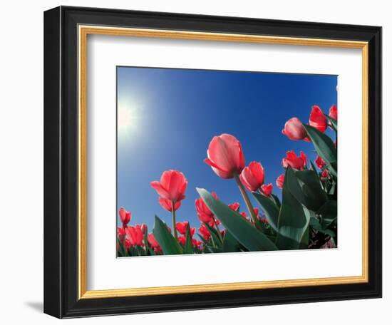 Red Tulips, Cincinnati, Ohio, USA-Adam Jones-Framed Photographic Print