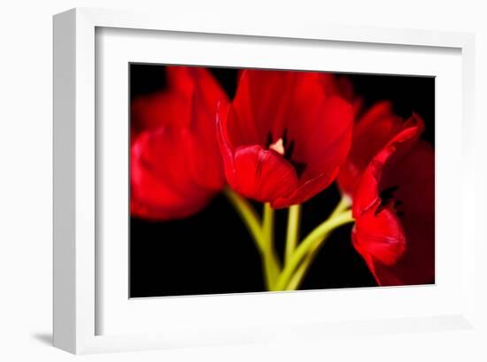 Red Tulips I-Christine Zalewski-Framed Art Print