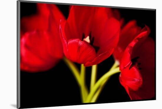 Red Tulips I-Christine Zalewski-Mounted Art Print