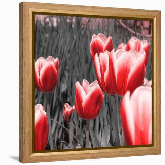 Red Tulips I-Emily Navas-Framed Premier Image Canvas