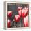 Red Tulips I-Emily Navas-Framed Premier Image Canvas