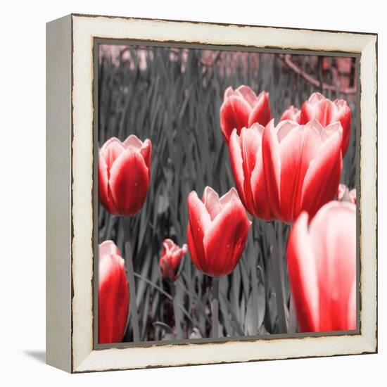 Red Tulips I-Emily Navas-Framed Premier Image Canvas