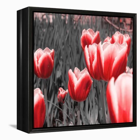 Red Tulips I-Emily Navas-Framed Premier Image Canvas