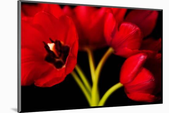 Red Tulips II-Christine Zalewski-Mounted Art Print