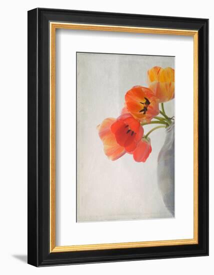 Red Tulips II-Judy Stalus-Framed Art Print