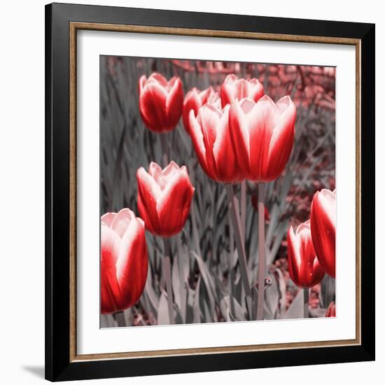 Red Tulips II-Emily Navas-Framed Photographic Print