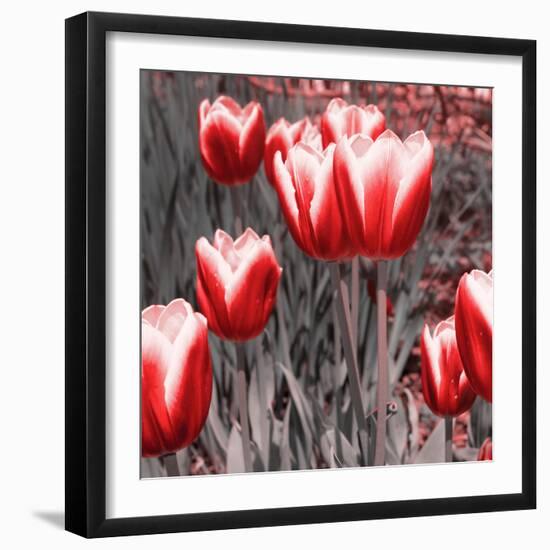 Red Tulips II-Emily Navas-Framed Photographic Print