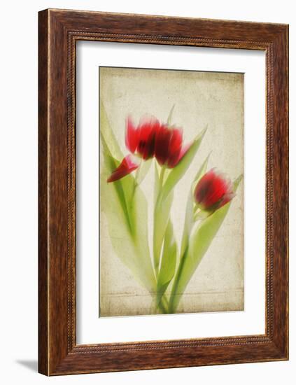 Red Tulips III-Judy Stalus-Framed Art Print