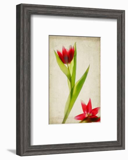 Red Tulips IV-Judy Stalus-Framed Art Print