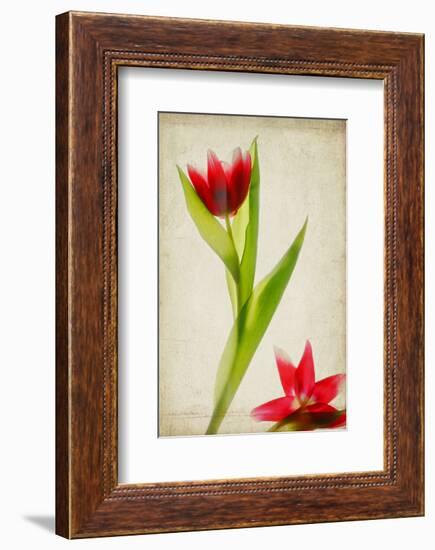 Red Tulips IV-Judy Stalus-Framed Art Print