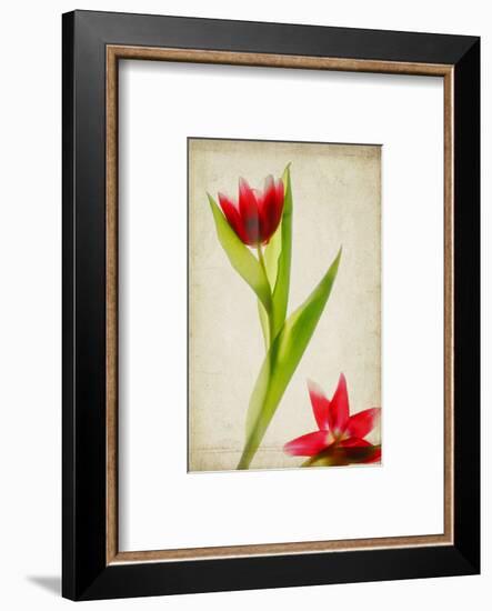 Red Tulips IV-Judy Stalus-Framed Art Print
