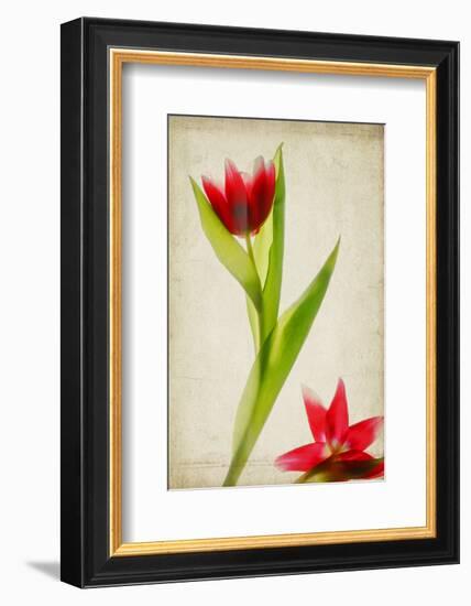 Red Tulips IV-Judy Stalus-Framed Art Print