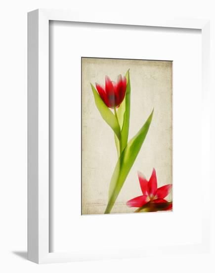 Red Tulips IV-Judy Stalus-Framed Art Print